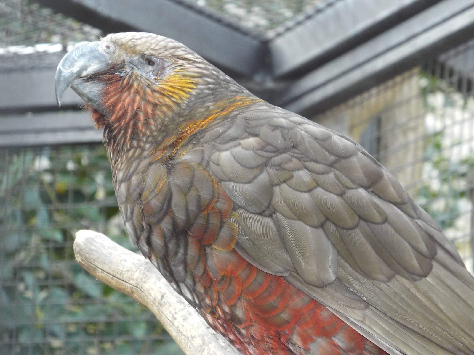 North Island Kaka (Nestor meridionalis septentrionalis) at Wilhelma - April