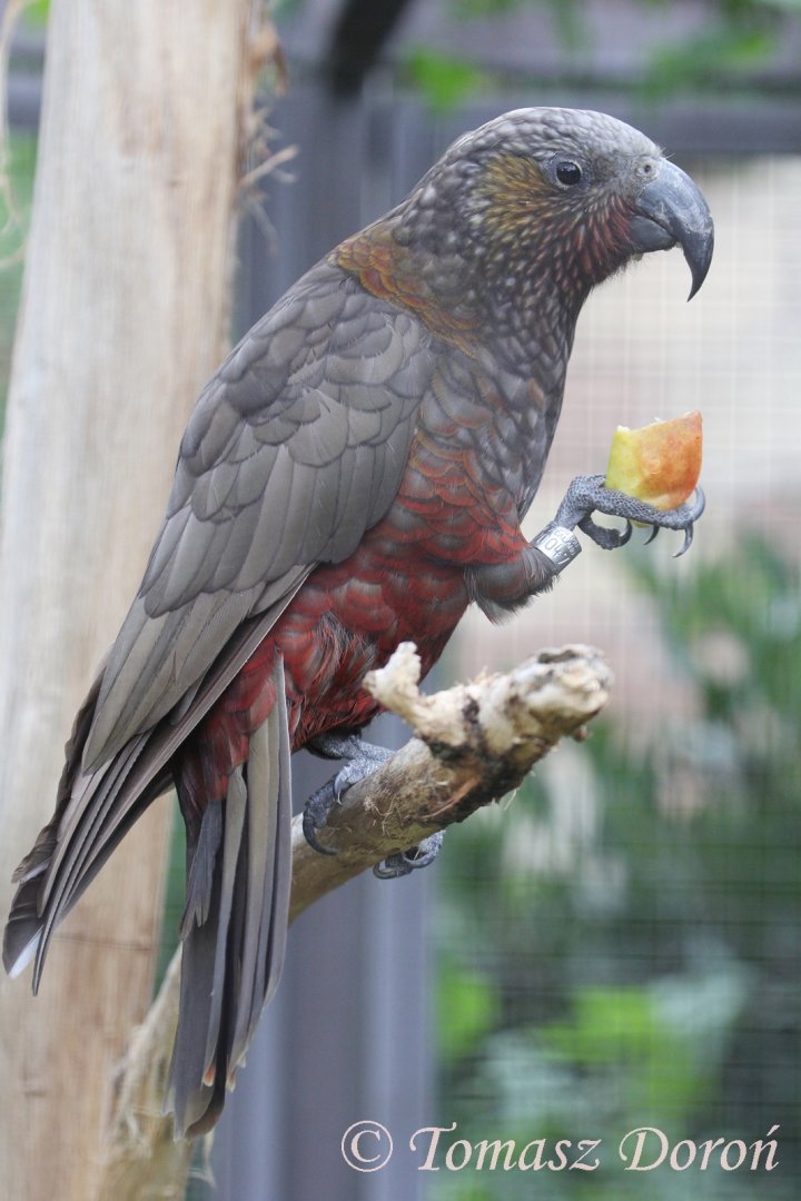 North Island Kaka (Nestor meridionalis septentrionalis), July 2017