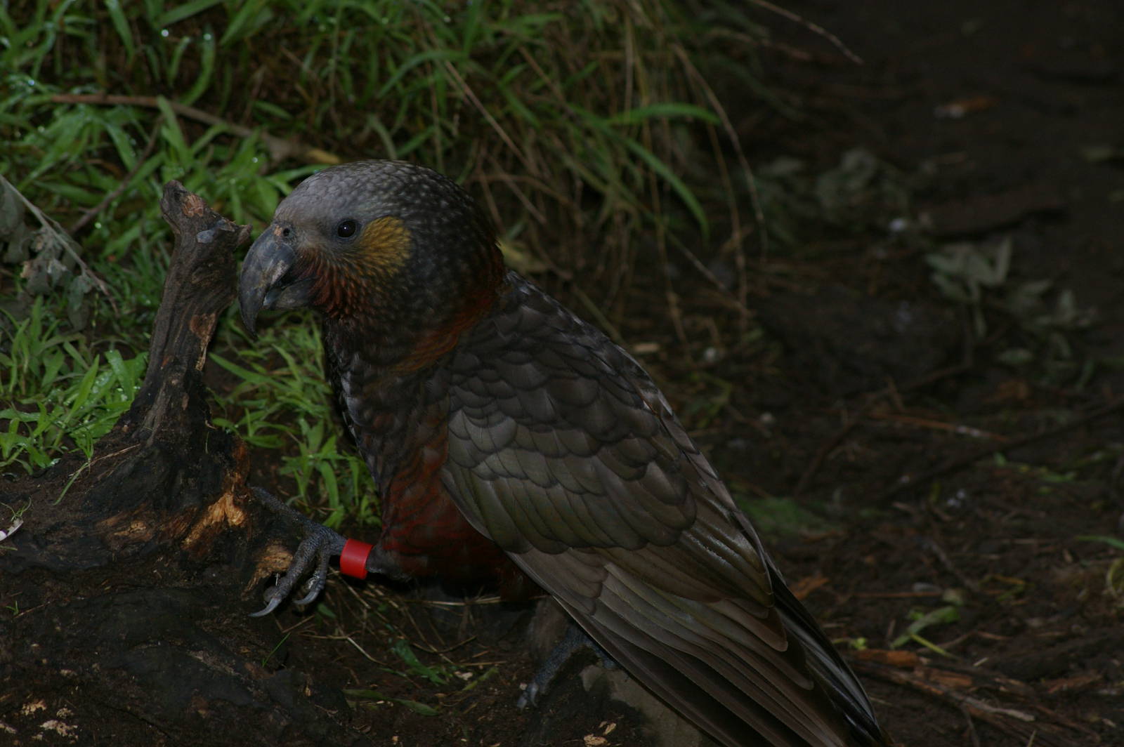 North Island kaka (Nestor meridionalis septentrionalis)
