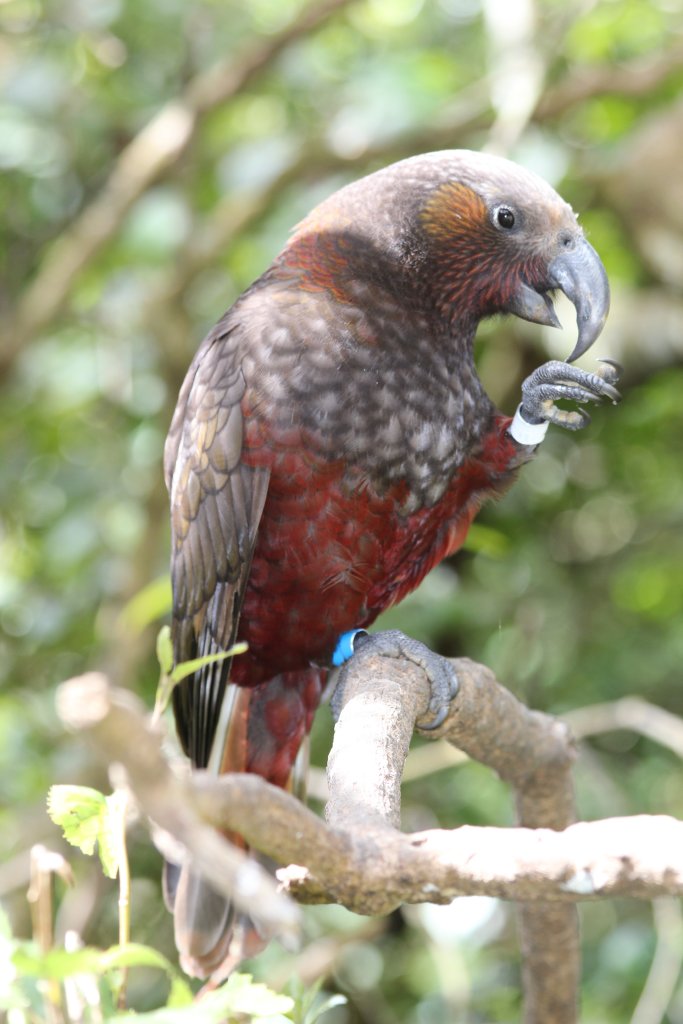 North Island Kaka (Nestor meridionalis septentrionalis