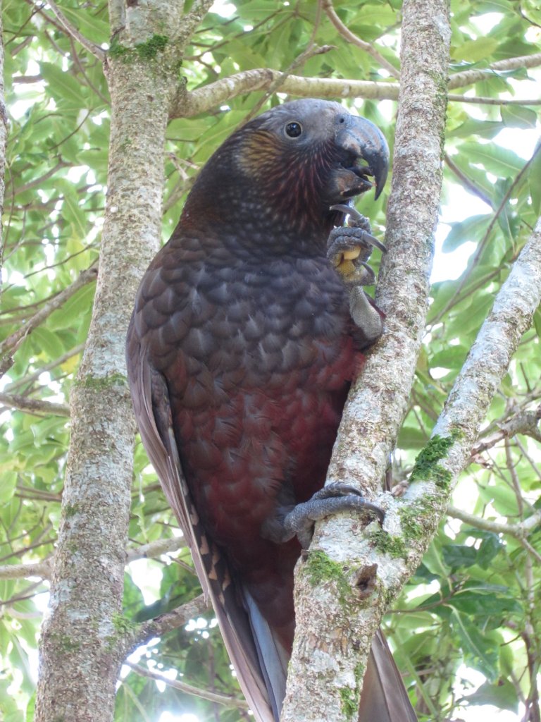 North Island Kaka (Nestor meridionalis septentrionalis)