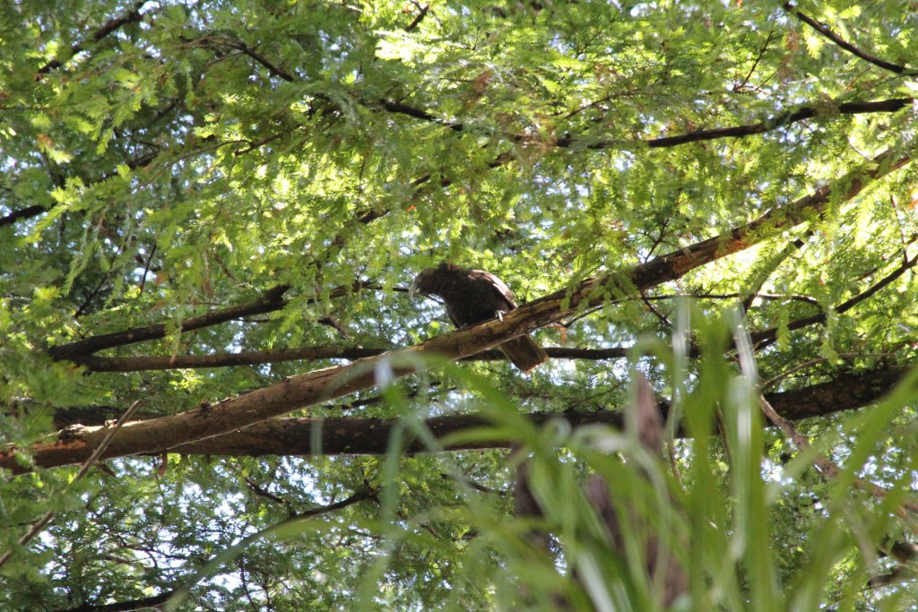 North Island Kaka (Nestor meridionalis septentrionalis)