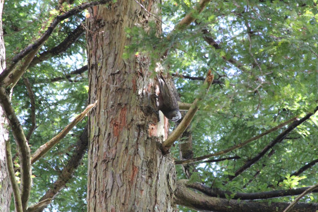 North Island Kaka (Nestor meridionalis septentrionalis)