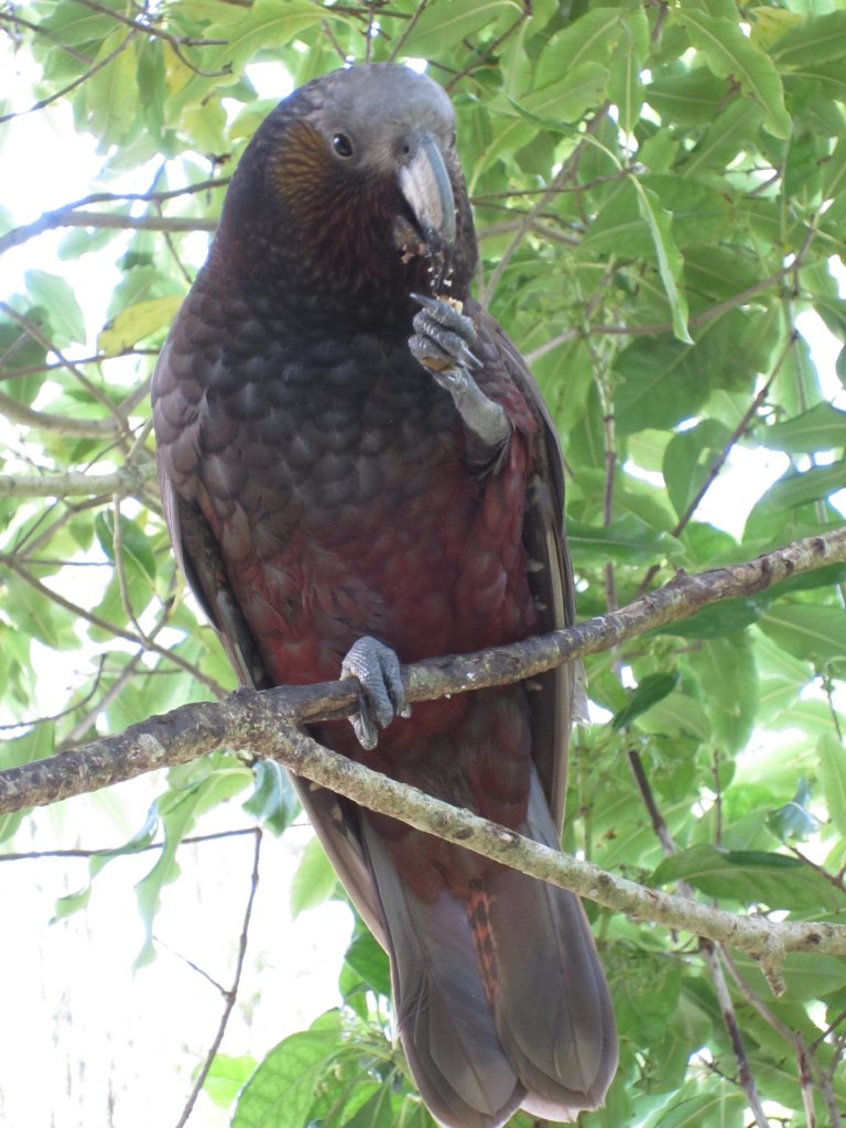 North Island Kaka (Nestor meridionalis septentrionalis)