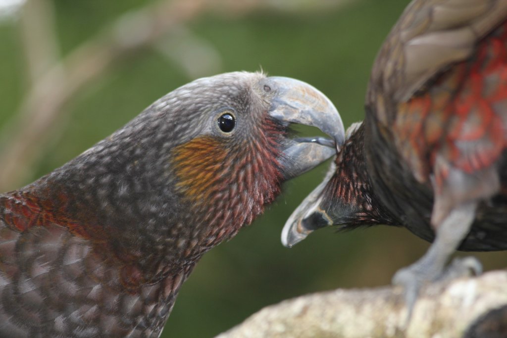 North Island Kaka (Nestor meridionalis septentrionalis)