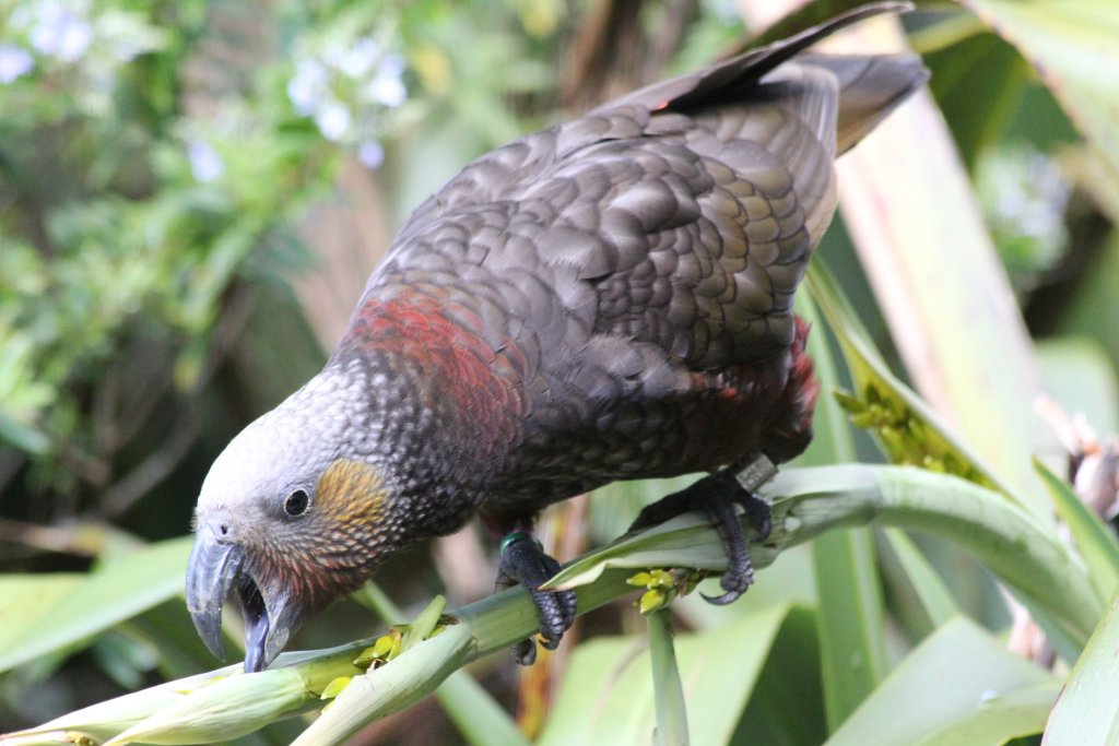 North Island Kaka (Nestor meridionalis septentrionalis)
