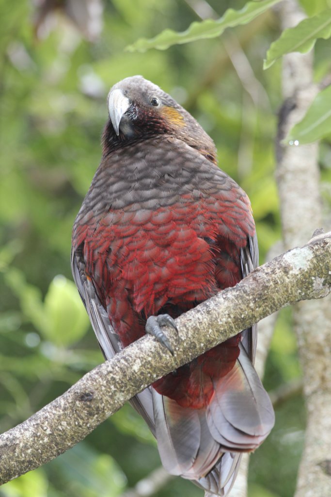 North Island Kaka (Nestor meridionalis septentrionalis)