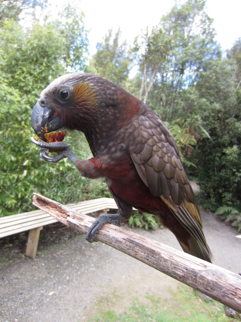 North Island Kaka (Nestor meridionalis septentrionalis)