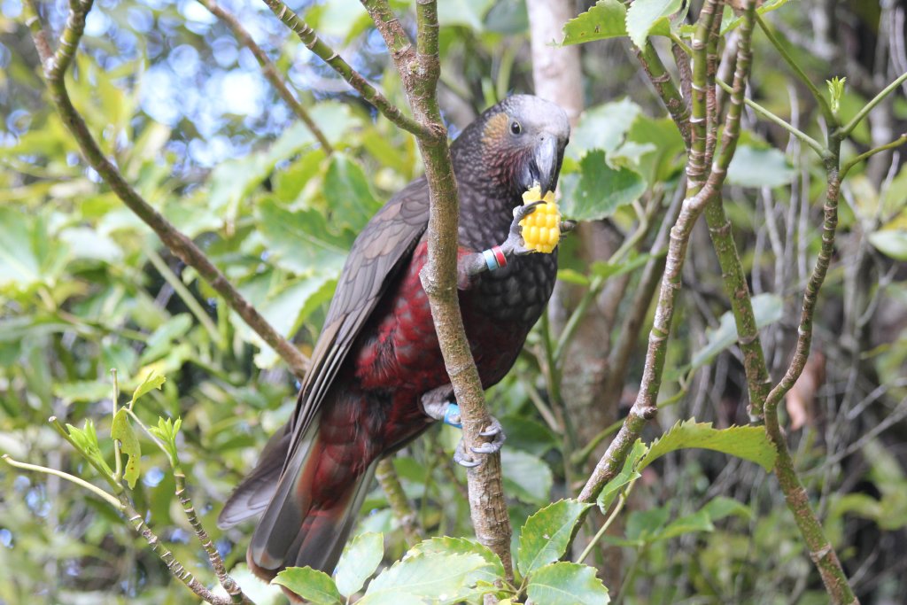 North Island Kaka (Nestor meridionalis septentrionalis)