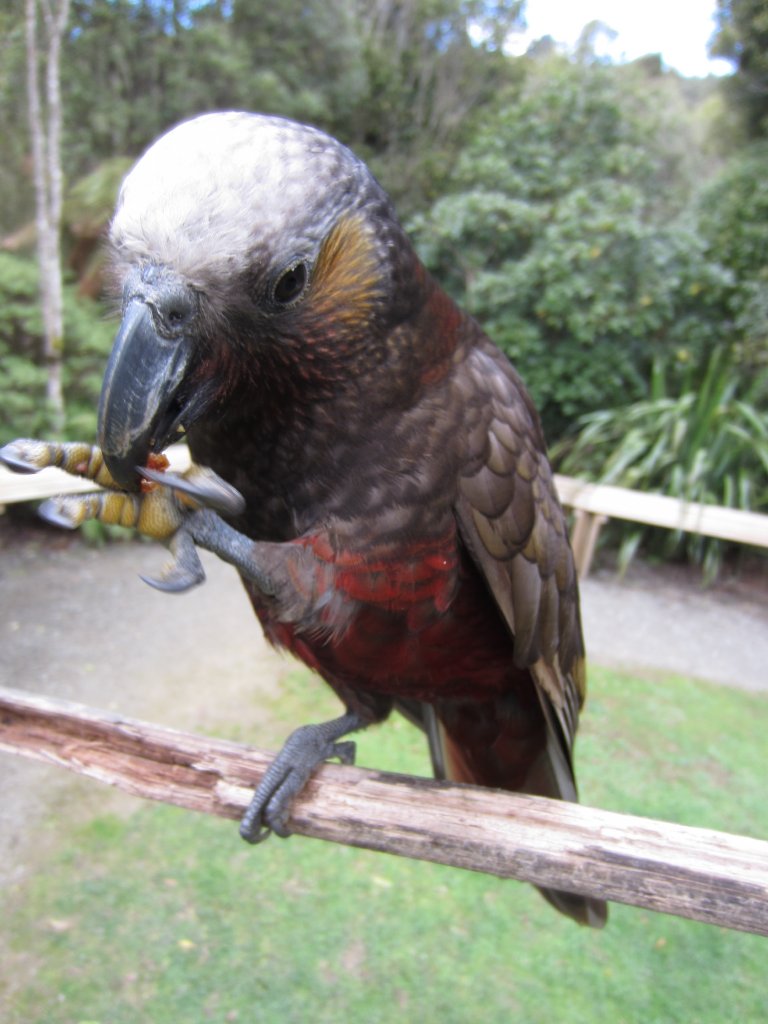 North Island Kaka (Nestor meridionalis septentrionalis)