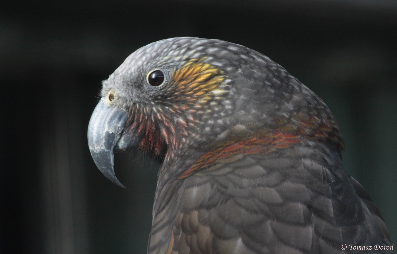 North Island Kaka (Nestor meridionalis septentrionalis)