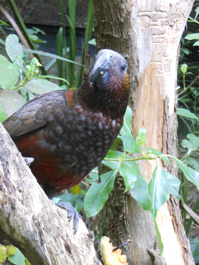North Island Kākā (Nestor meridionalis septentrionalis)