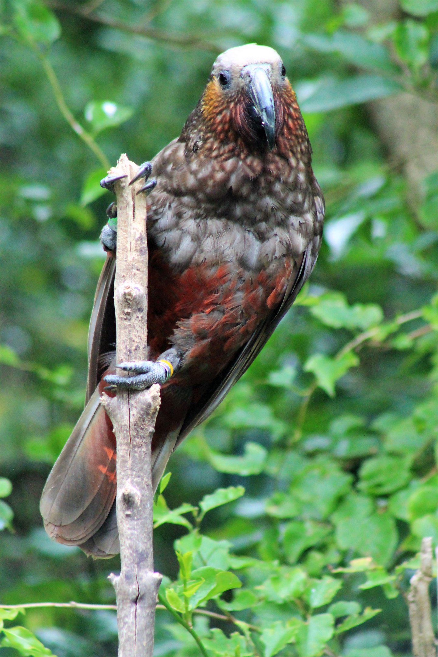 North Island Kaka (Nestor meridionalis septentrionalis)