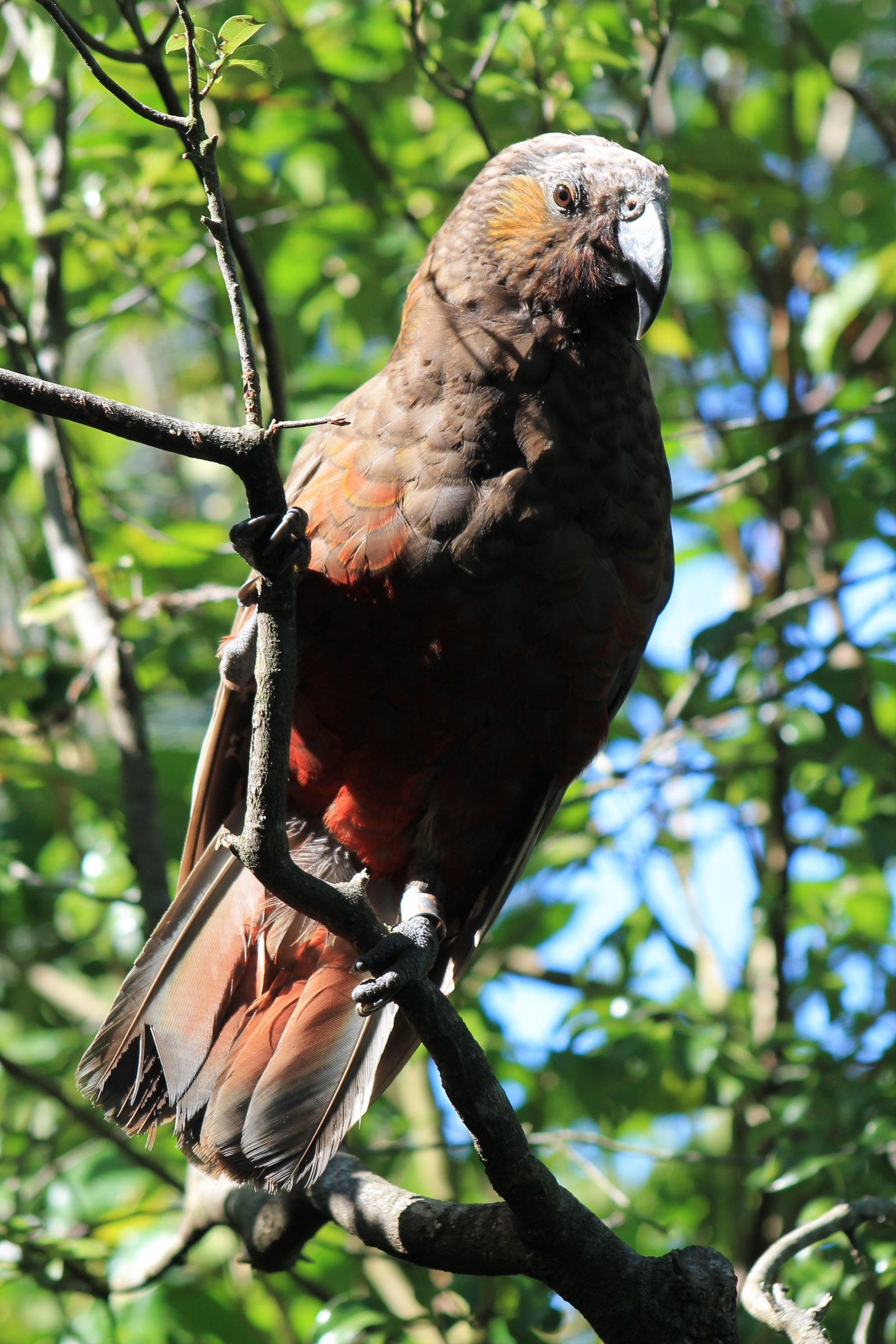 North Island Kaka (Nestor meridionalis septentrionalis)