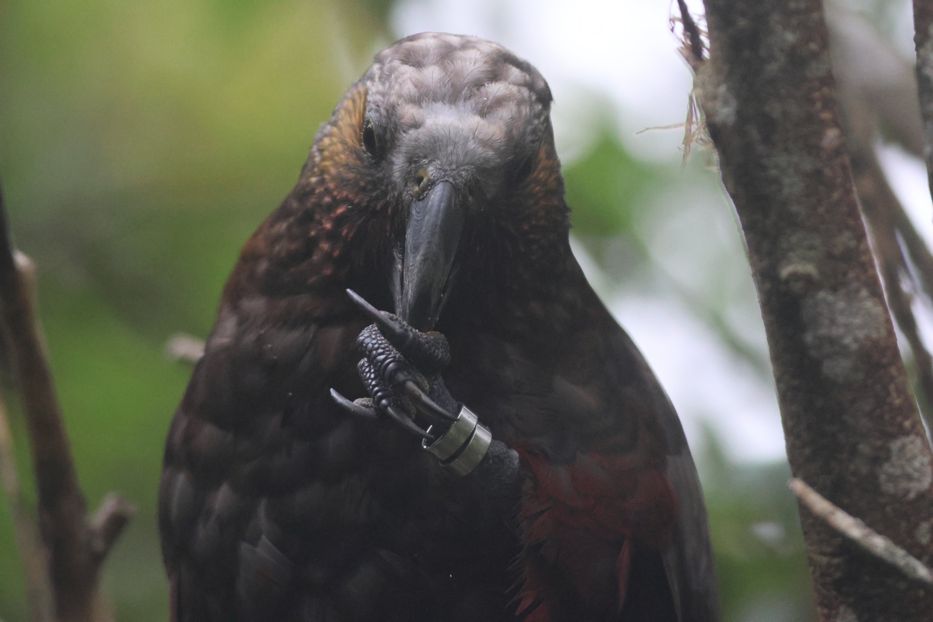 North Island Kākā (Nestor meridionalis septentrionalis)