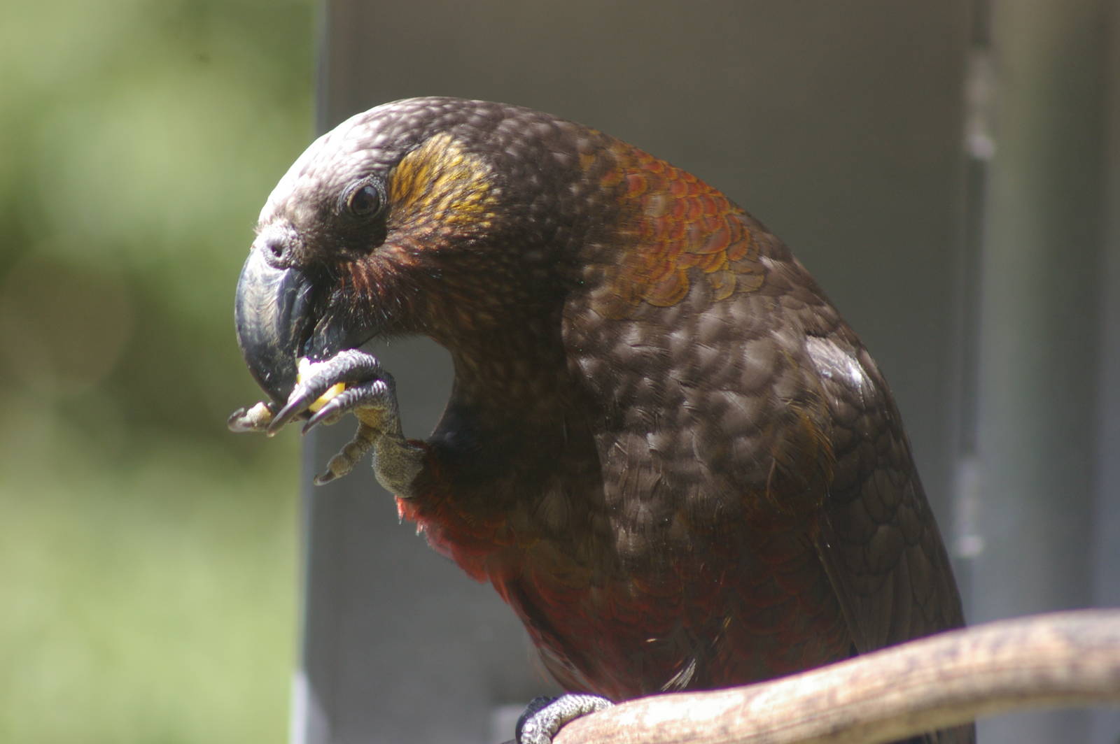 North Island kaka (Nestor meridionalis septentrionalis)