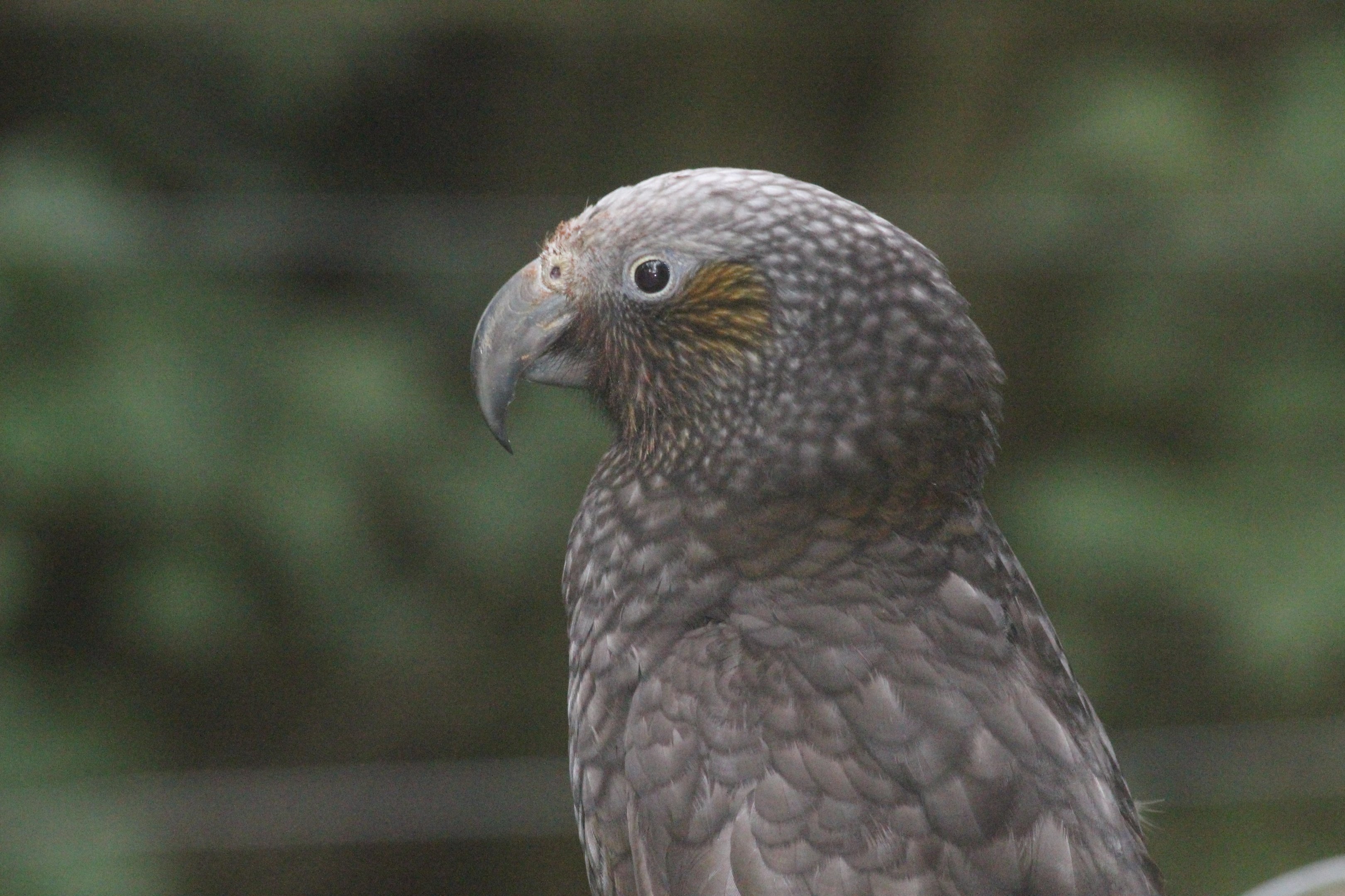 North Island Kākā, Wellington Botanic Garden