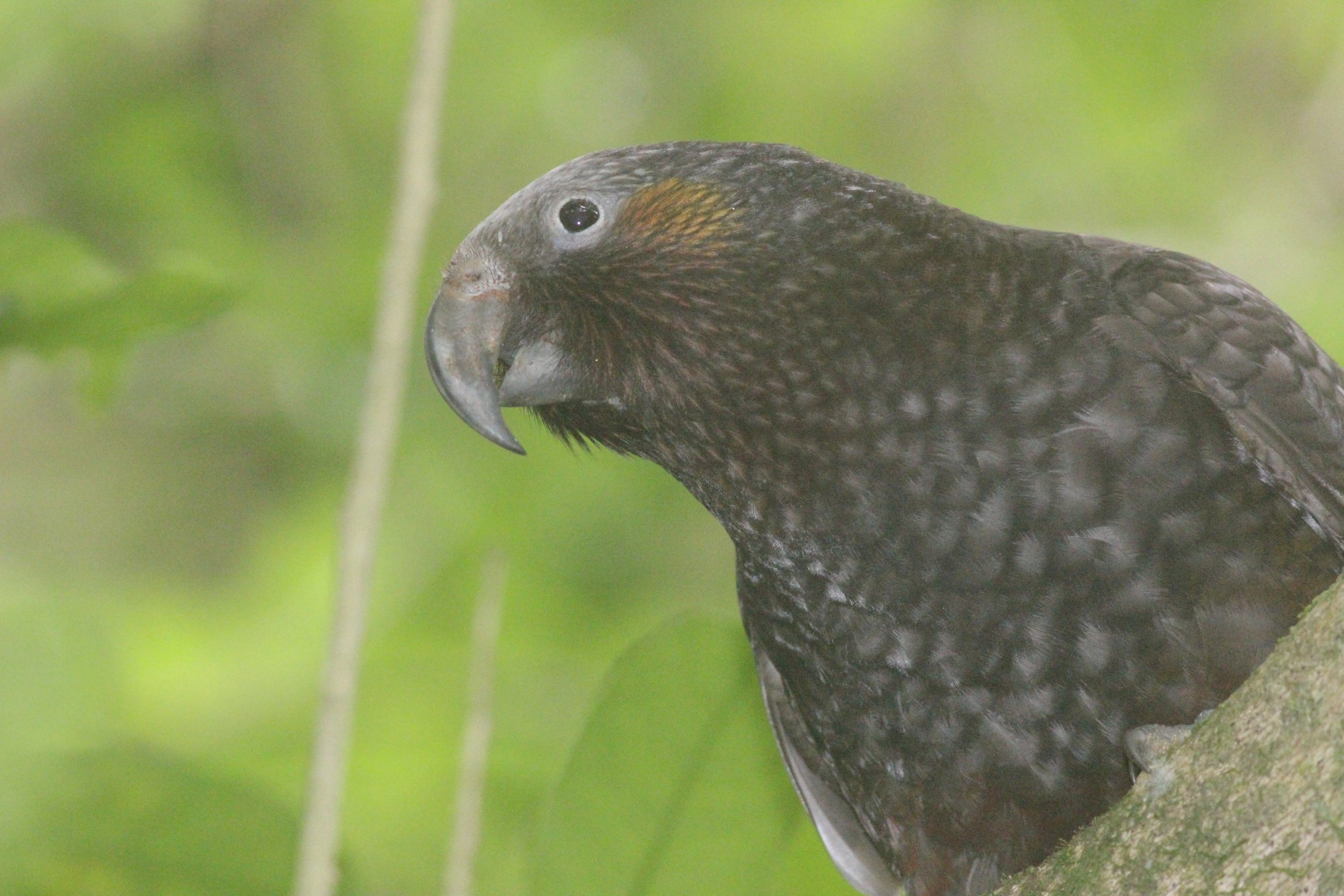 North Island Kākā, Wellington Botanic Garden