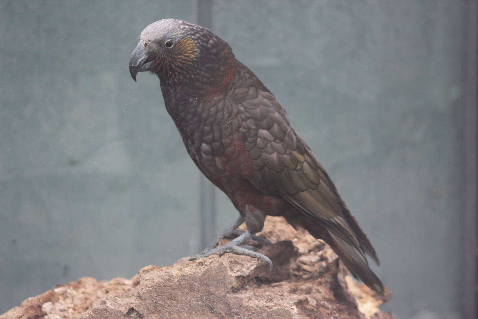 North Island kaka