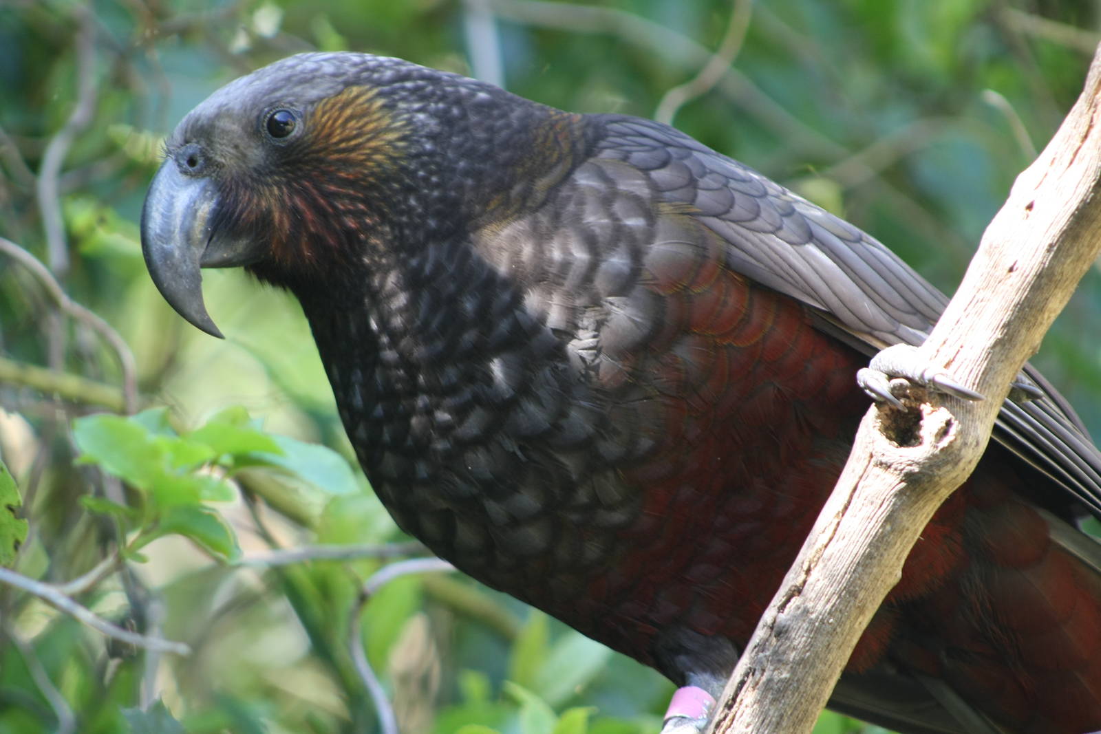 North Island Kaka