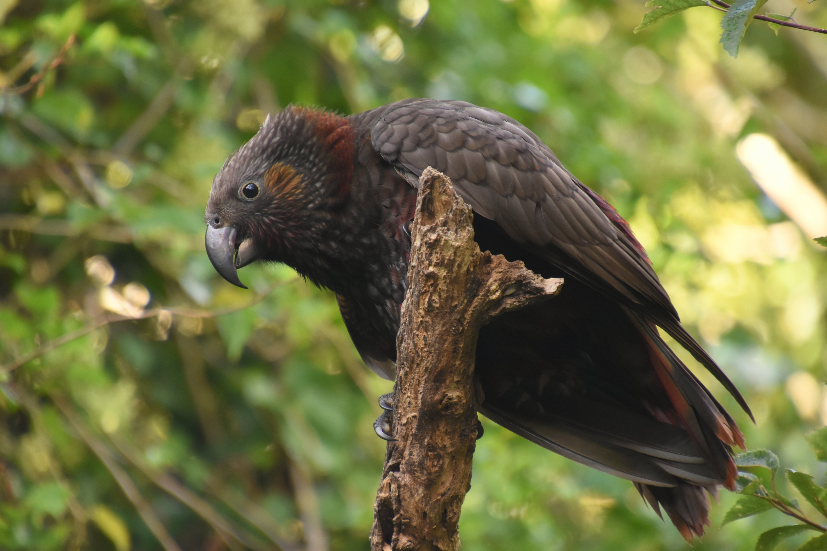 North Island kaka