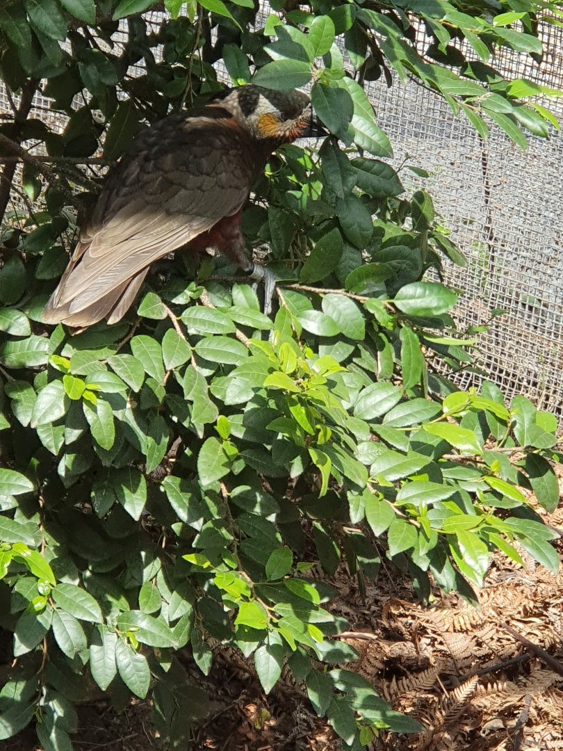 North Island Kaka