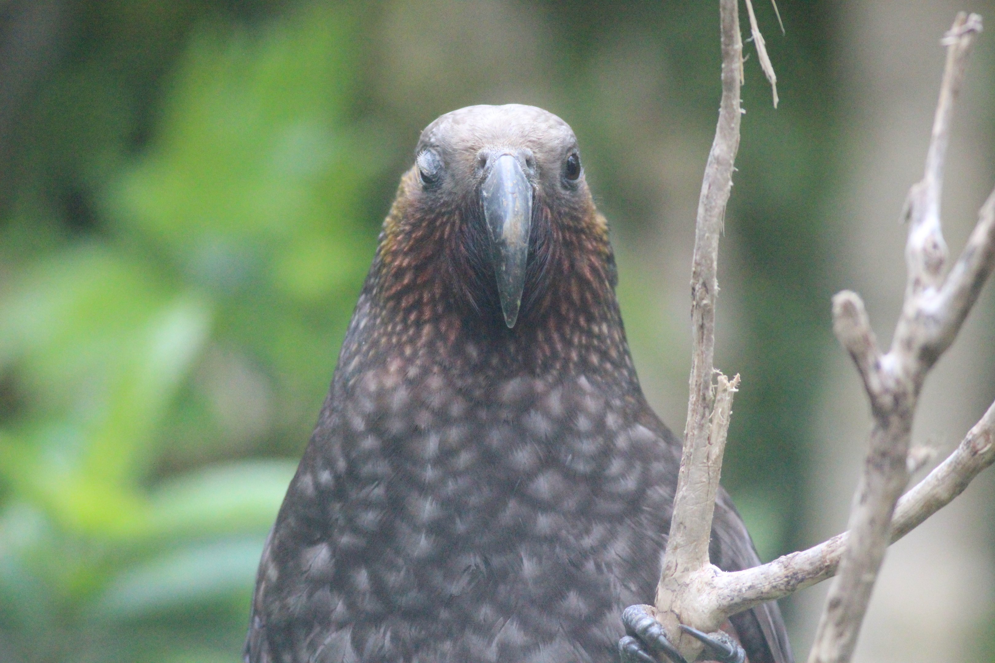North Island Kākā