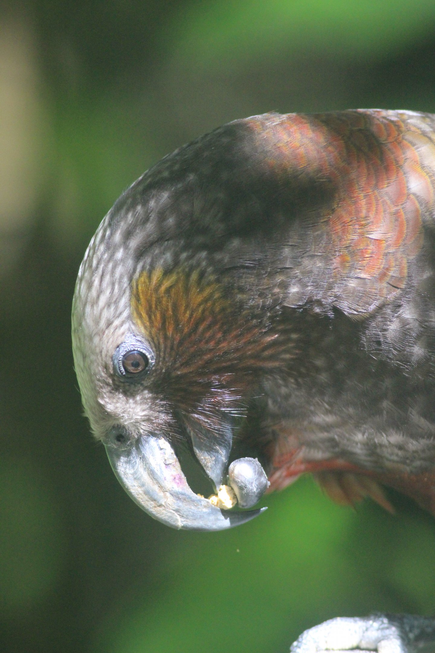 North Island Kākā