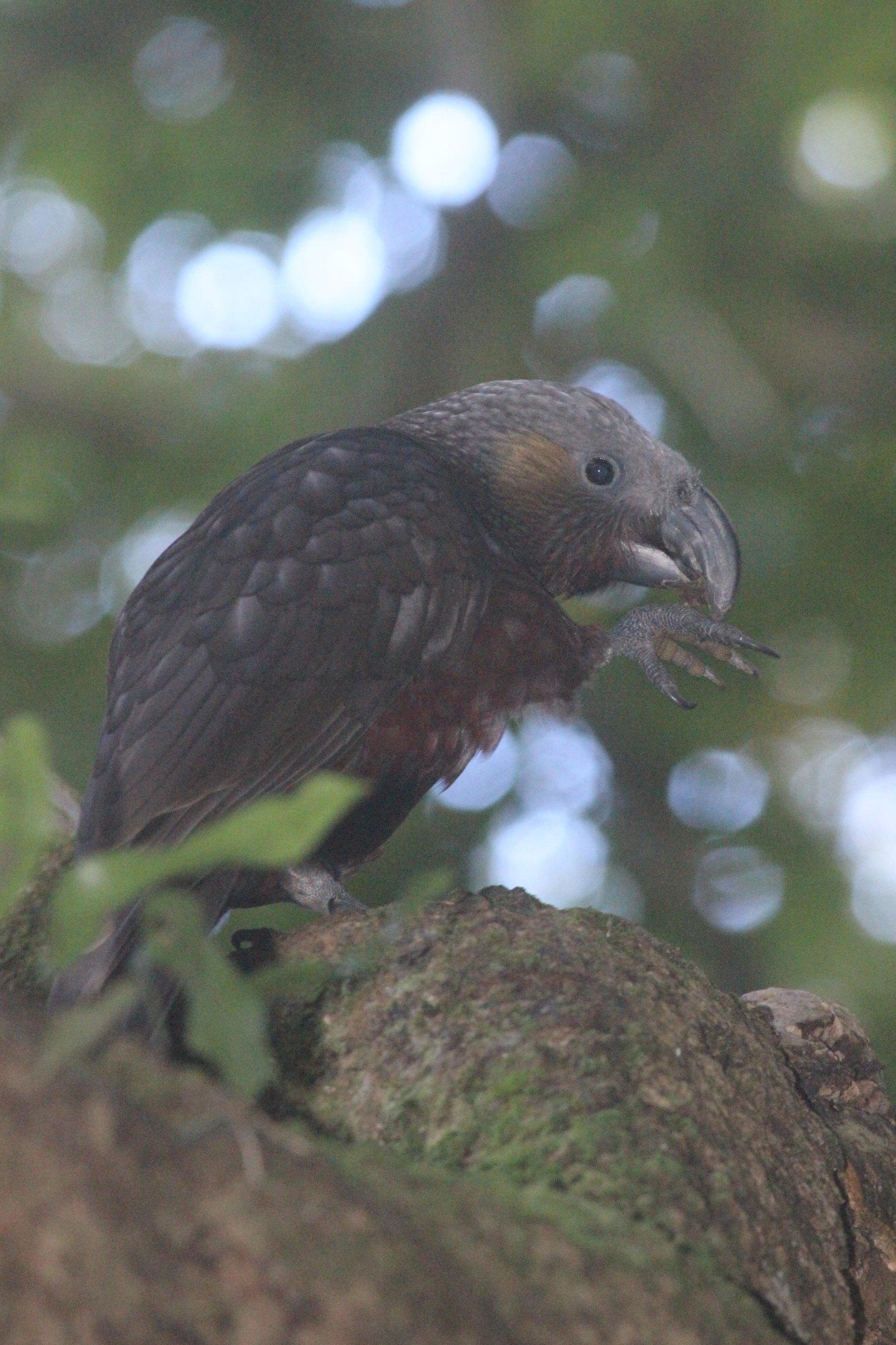 North Island Kākā