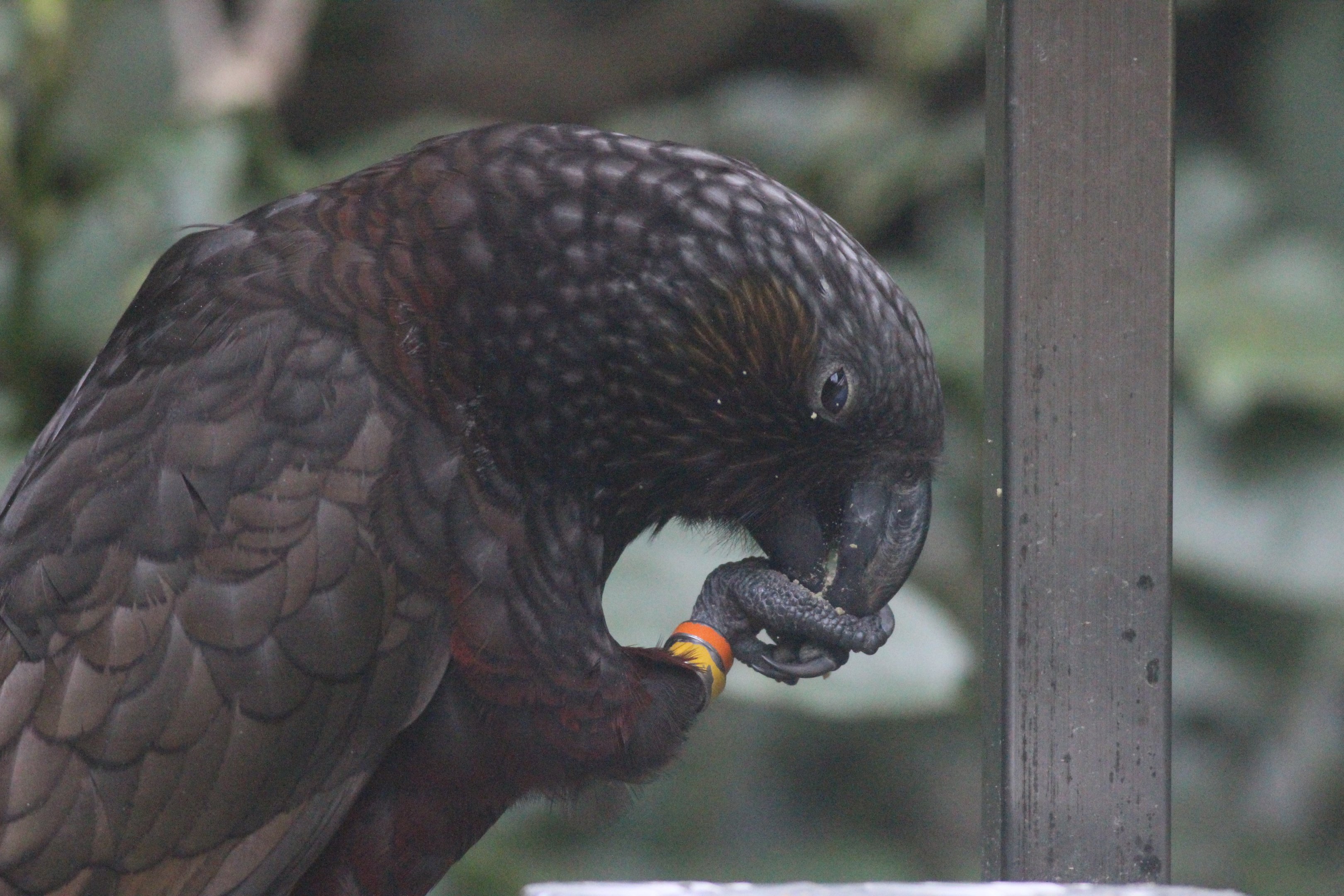 North Island Kākā