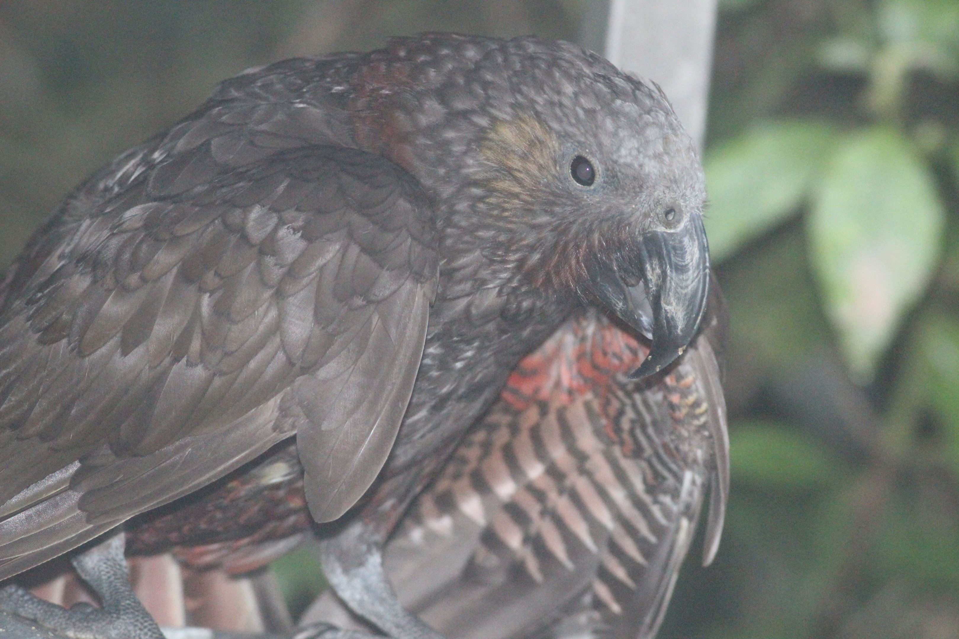 North Island Kākā