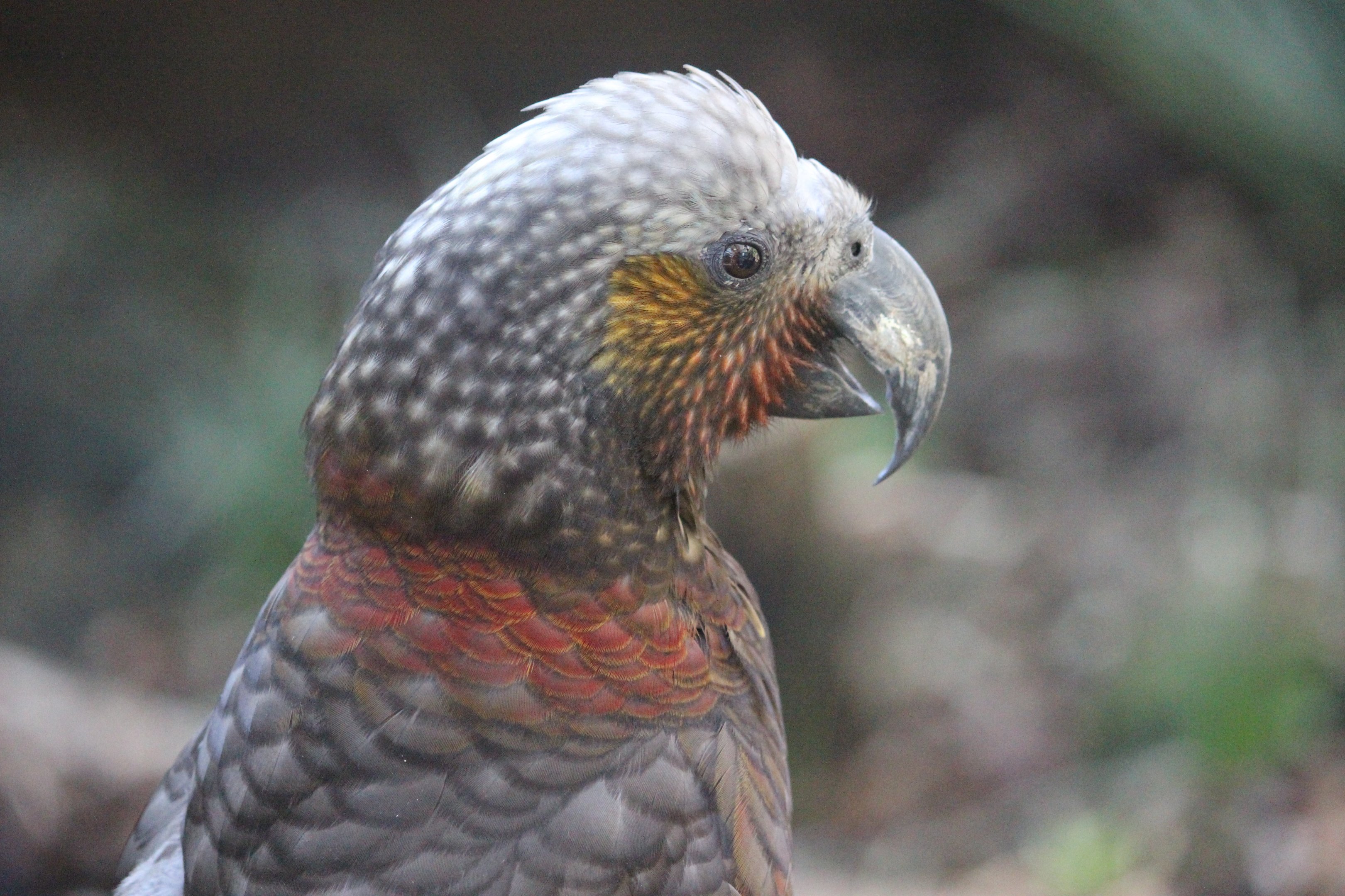 North Island Kākā