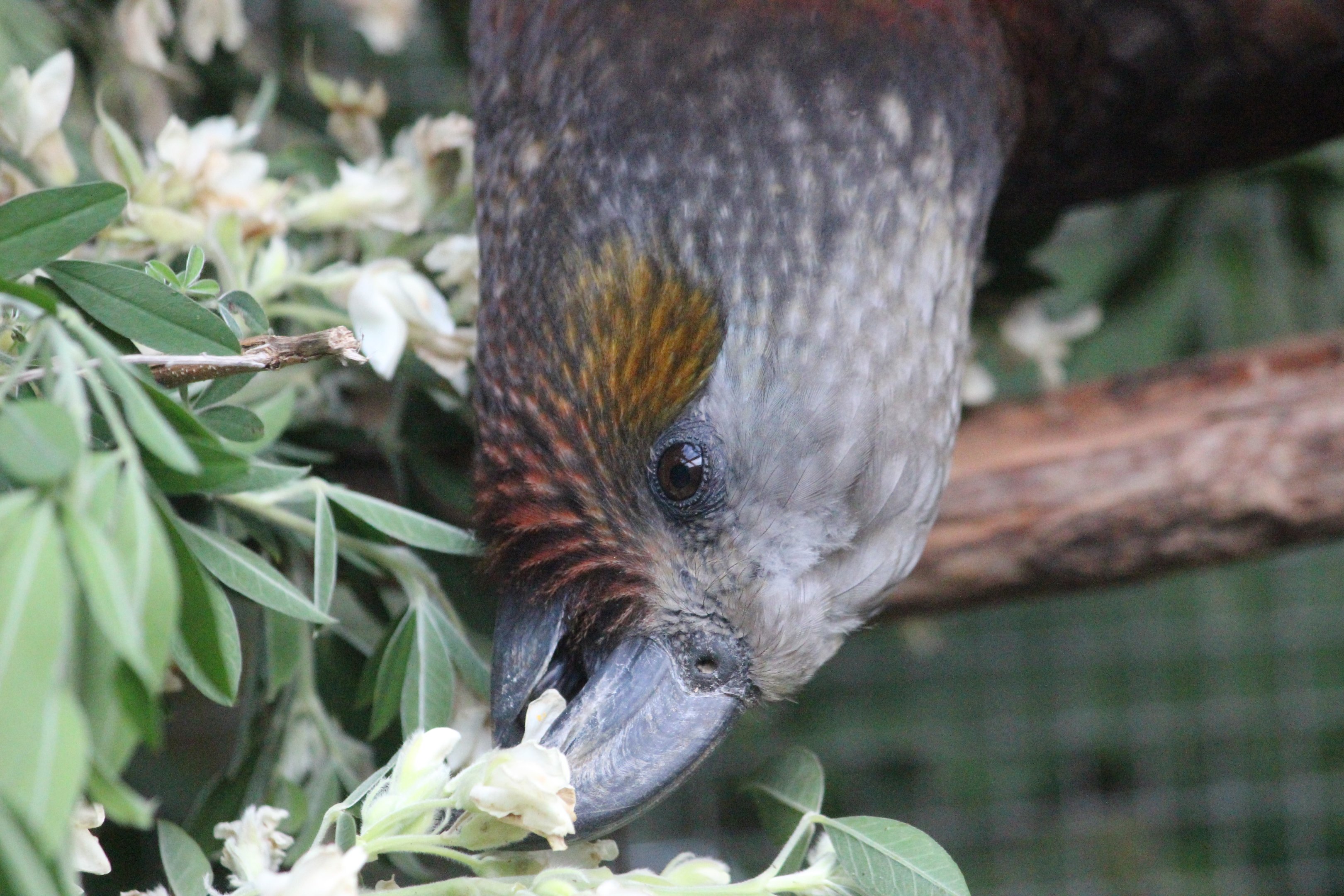 North Island Kākā