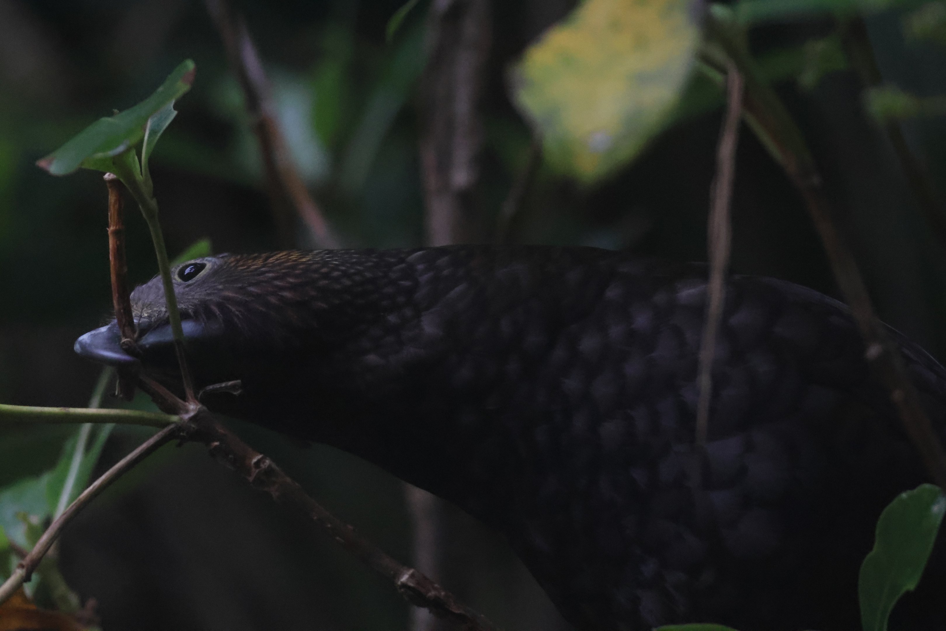 North Island Kākā