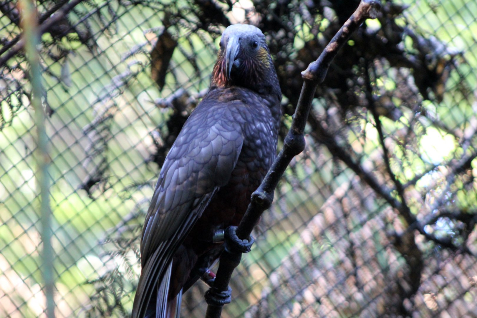North Island Kaka
