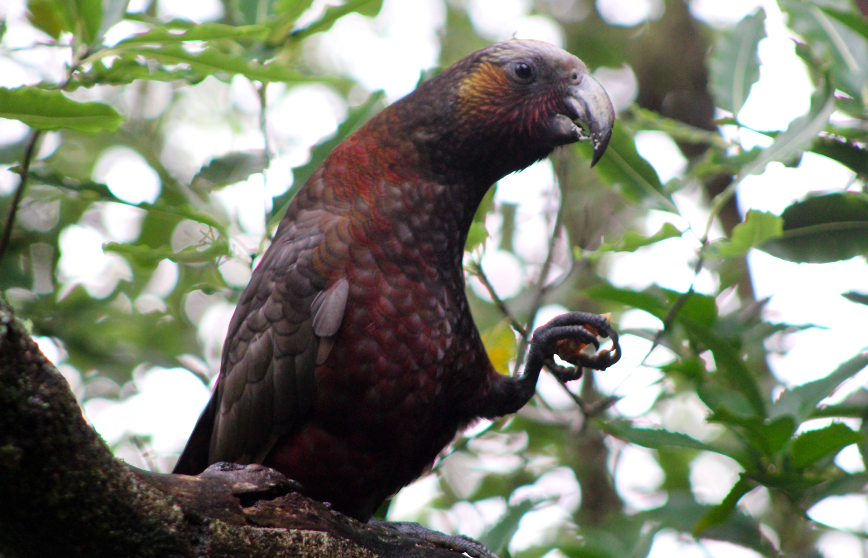 North Island Kaka