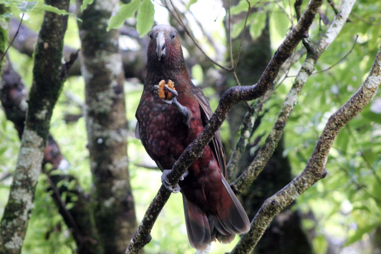 North Island Kaka