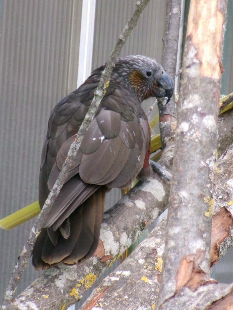 North Island kaka