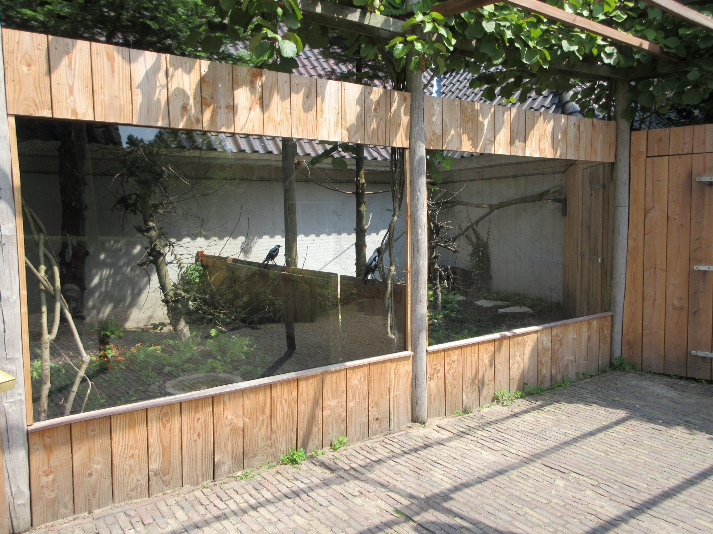 North Island Kiwi + Australian Magpie Exhibits