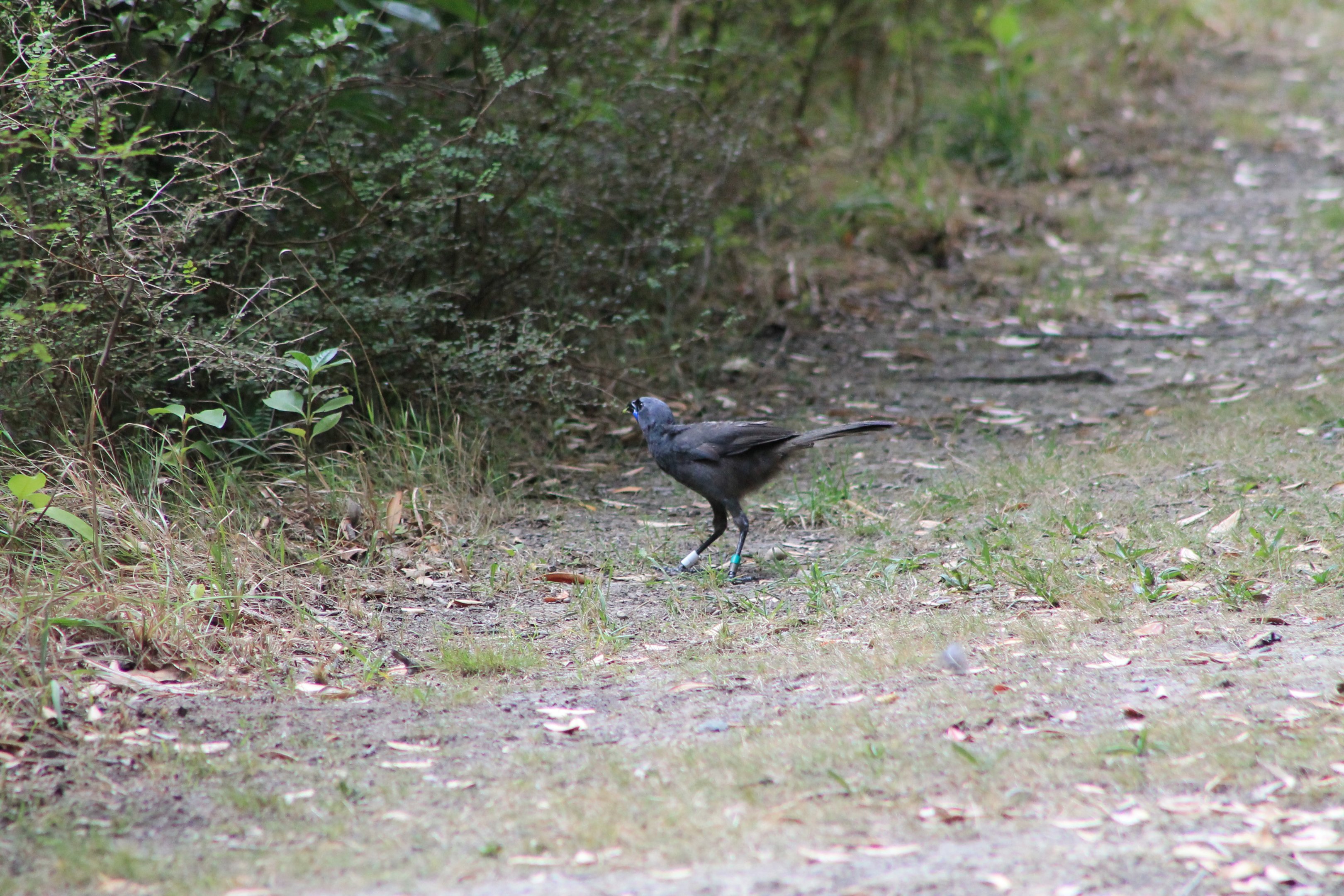 North Island Kokako (Callaeas cinerea wilsoni)