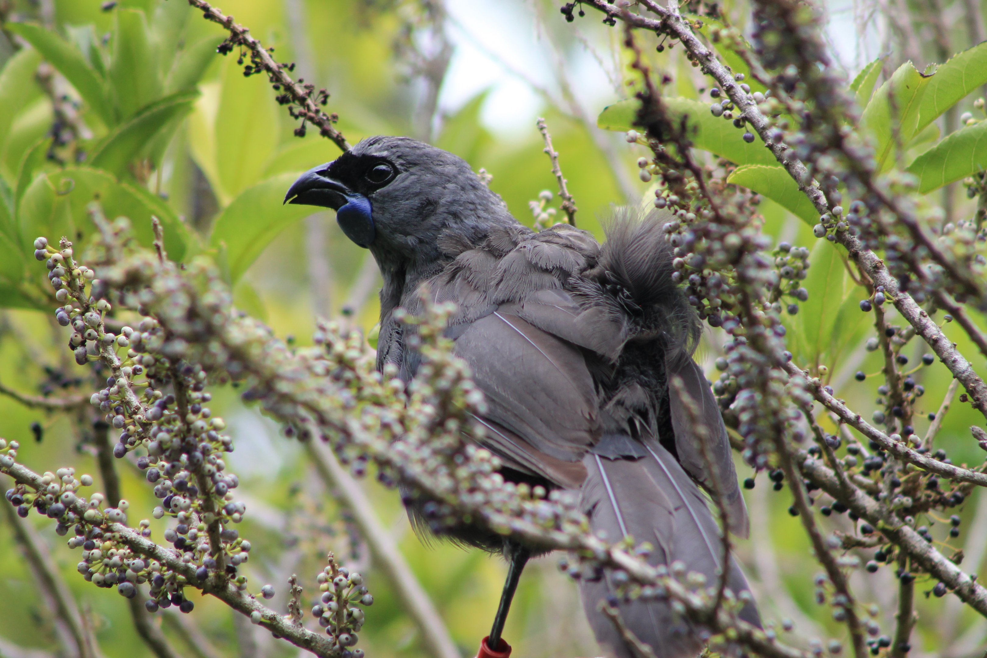 North Island Kokako (Callaeas cinerea wilsoni)