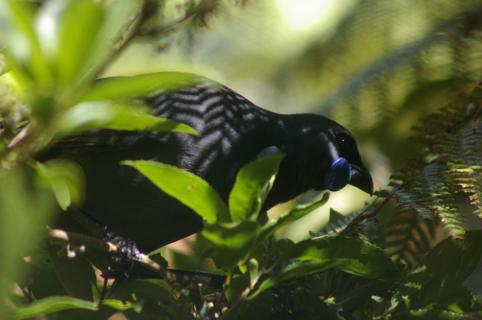 North Island kokako (Callaeas cinerea wilsoni)