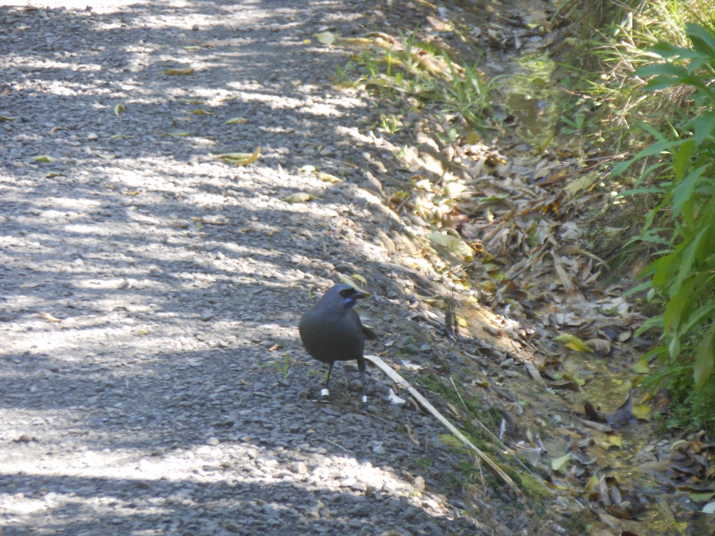 North Island Kōkako (Callaeas wilsoni)