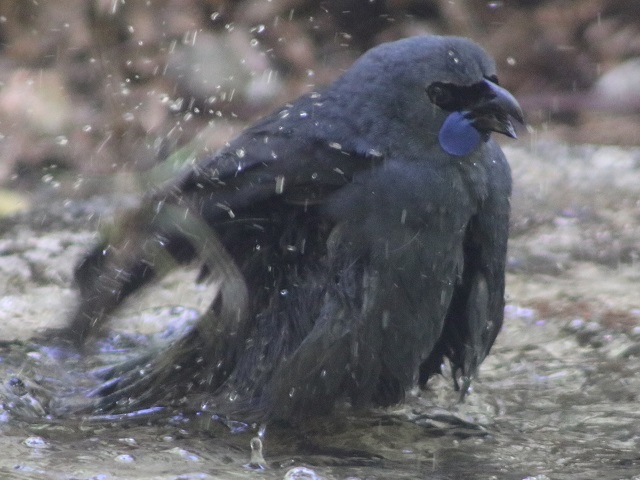 North Island Kokako