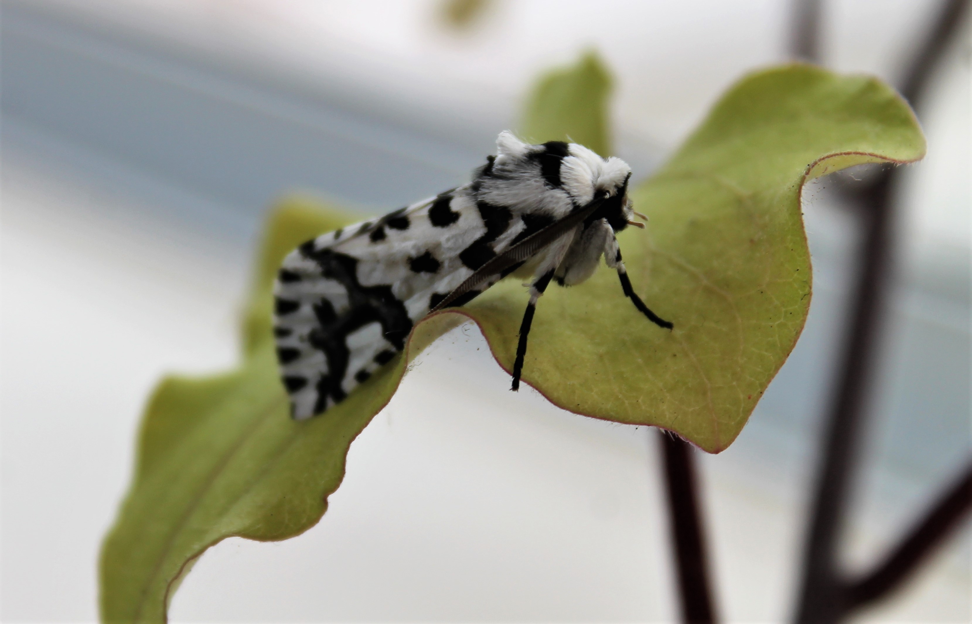North Island Lichen Moth (Declana atronivea)