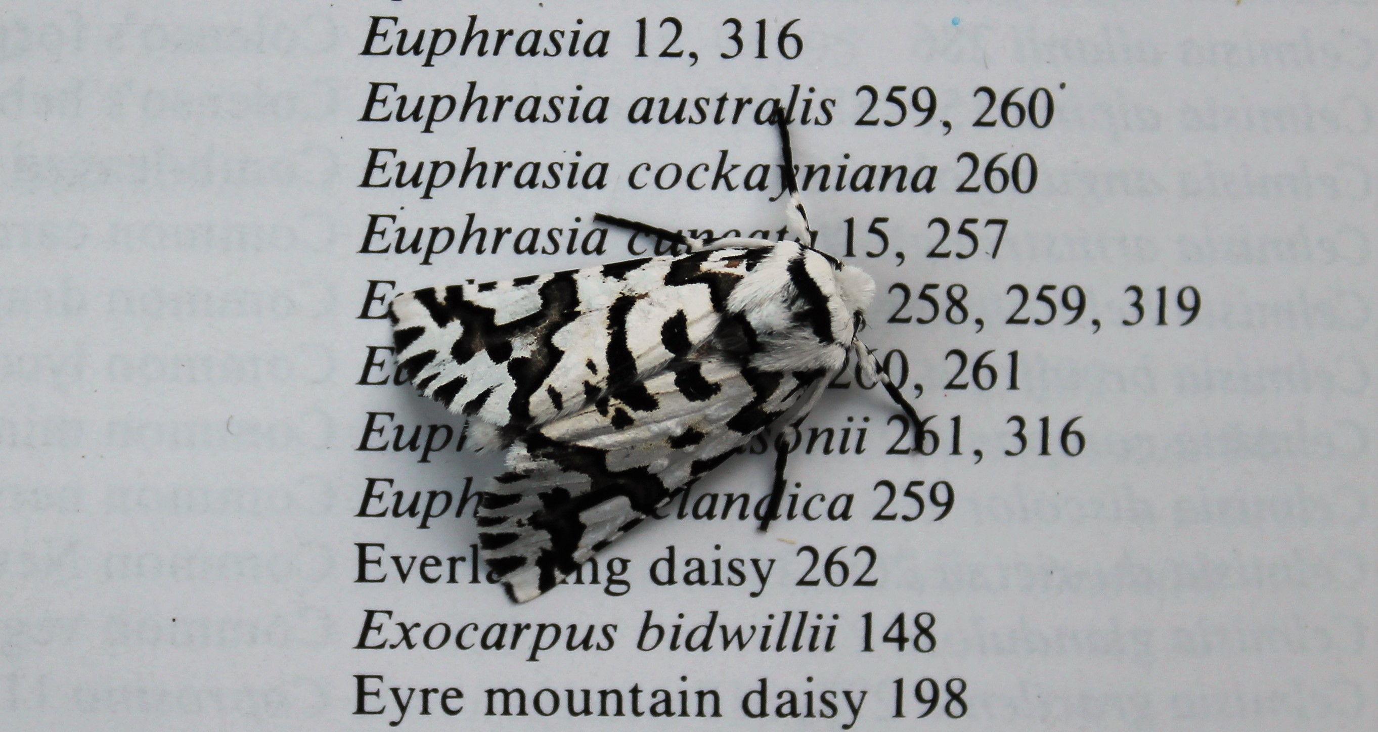 North Island Lichen Moth (Declana atronivea)