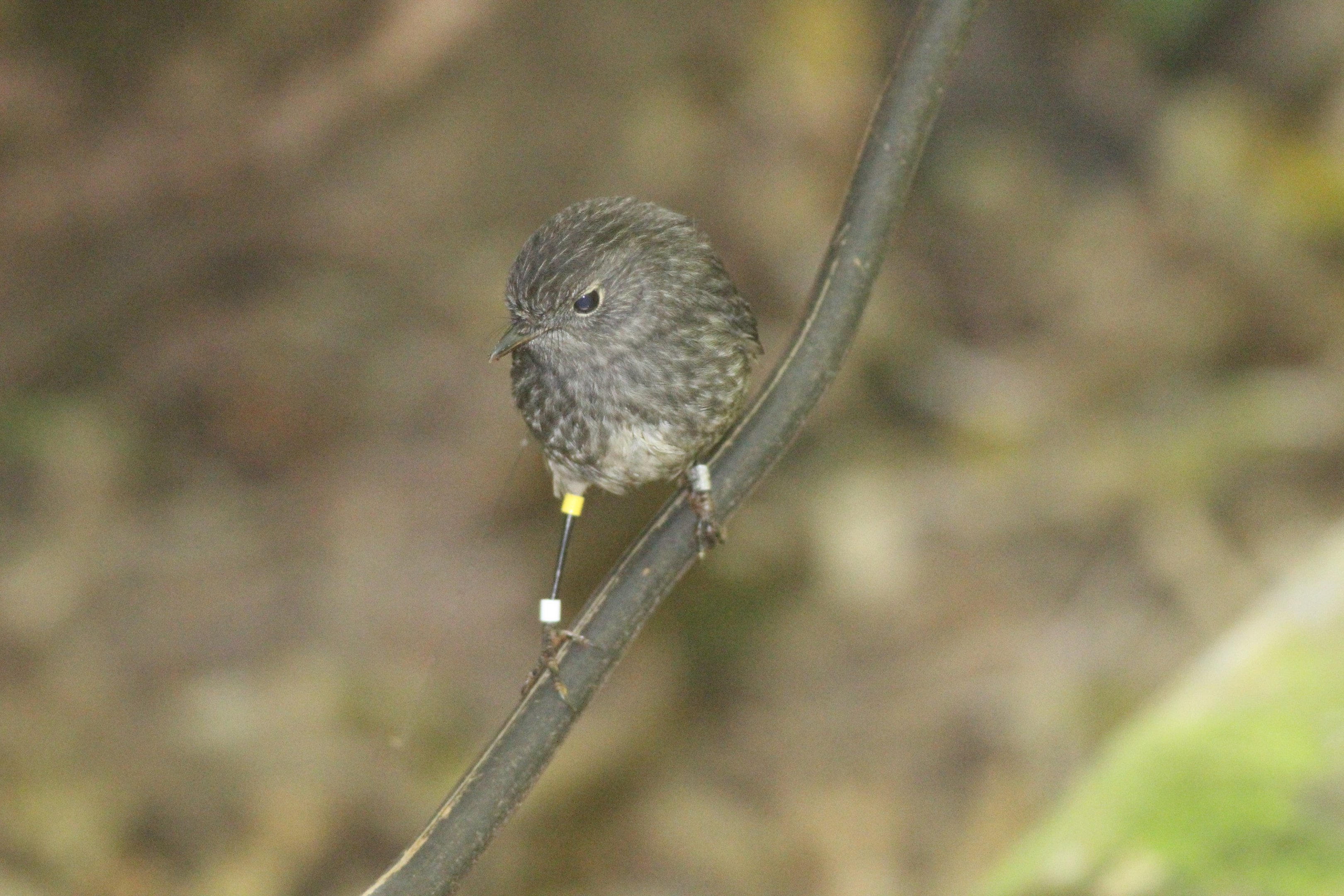 North Island Robin juvenile