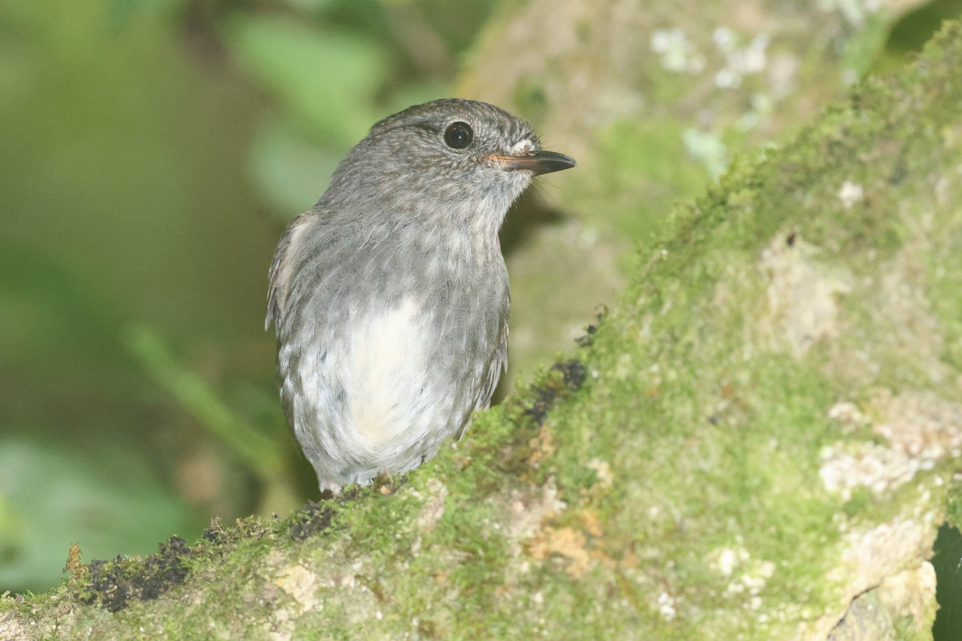 North Island Robin juvenile