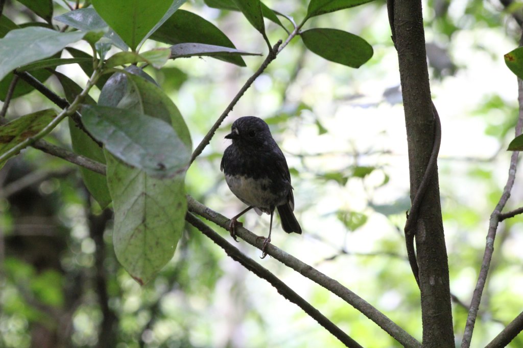 North Island Robin (Petroica australis longipes)