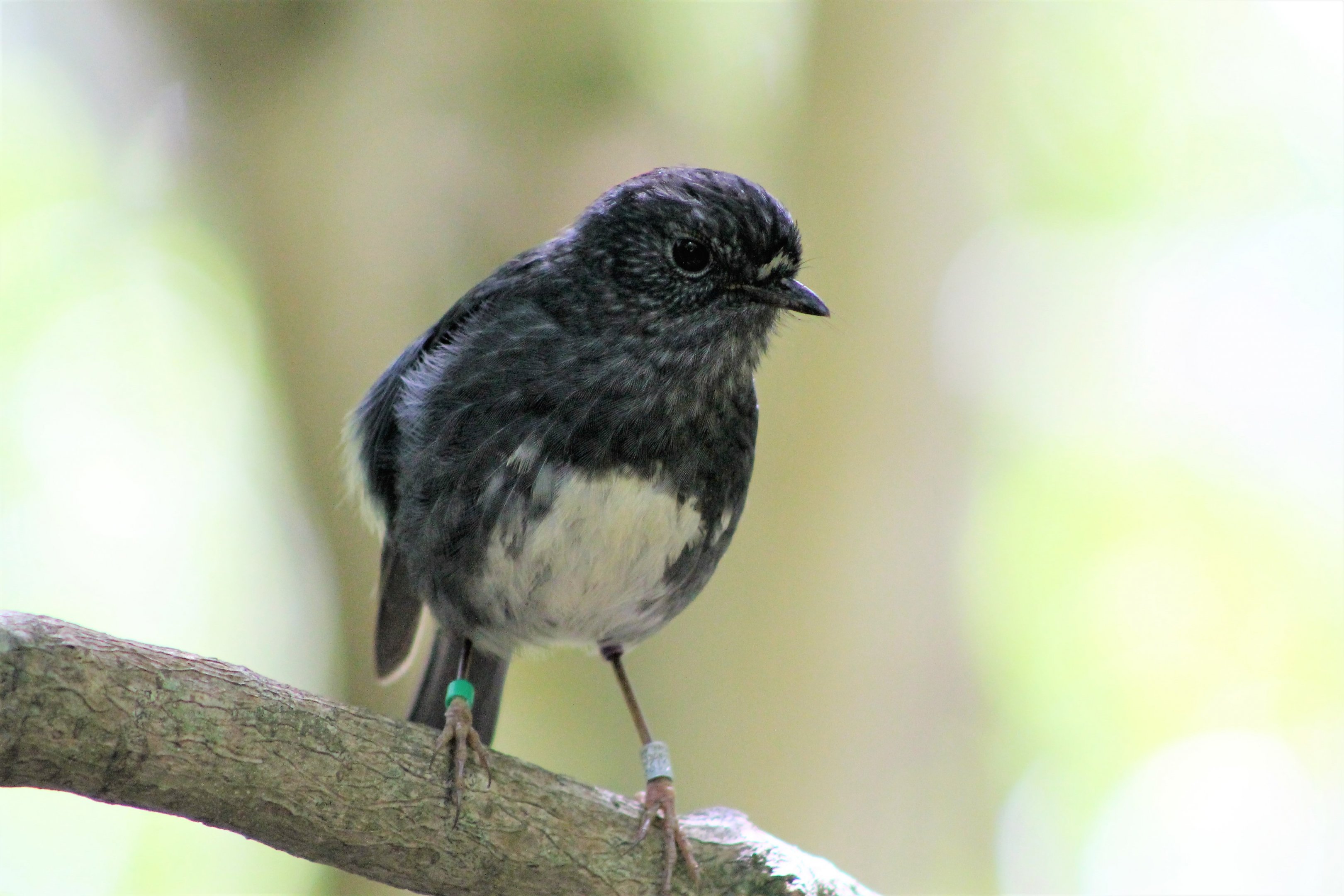 North Island Robin (Petroica australis longipes)